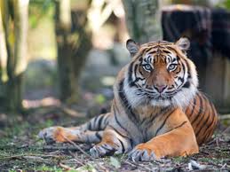 Zoo image 2