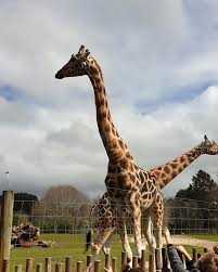 zoo image 1